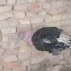 erkek induk