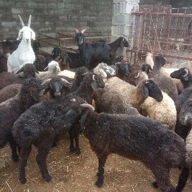 işşek