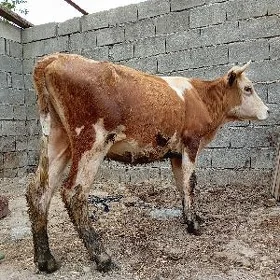 simintal garyşyk tuwe