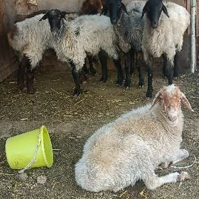 goyun issek