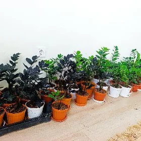 Gül