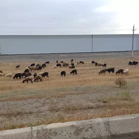 işek