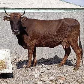 şwes tohum göleli sygyr