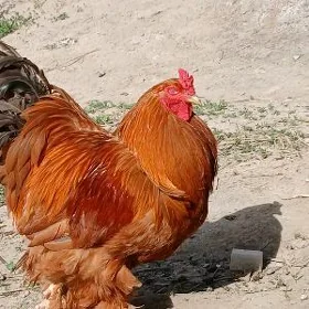 Brama towuk
