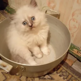 котята