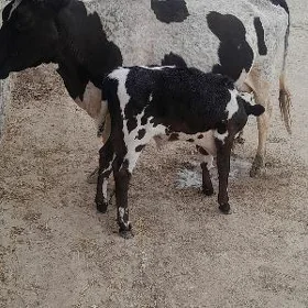 sygyr goleli