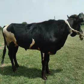 ÖKÜZ