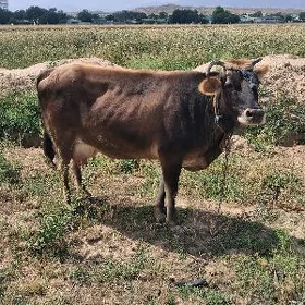 sygyr bakylan
