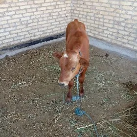 Okuzce