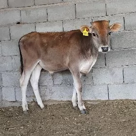 OKUZ TUWE