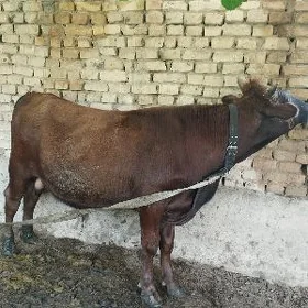 Okuz okuz tuwe gole sygyr