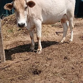 golel sygyr