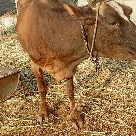 göleli sygyr