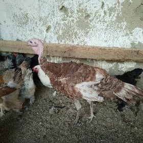 owgan paroda induk