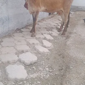 göleli sygyr