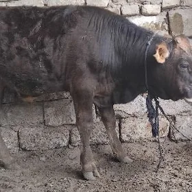 ŞWES OKŪZ ARASSA