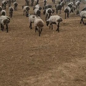 Semiz. ișekler.