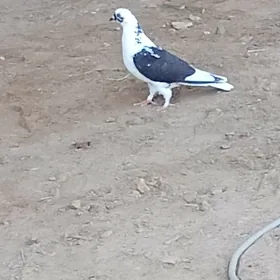 kepderi