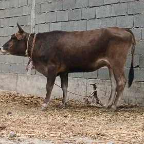 BOGAZ SYGYR