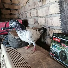 Kepter