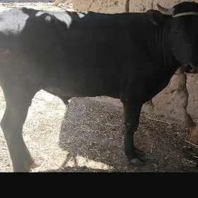 Öküz