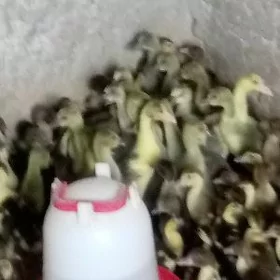 ördek indautga guss martin
