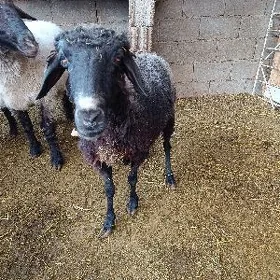 Goýyn