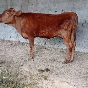 tuwe we okuz
