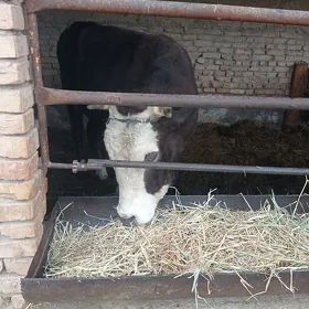 Öküz