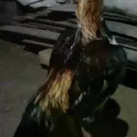 TAŞKENT.