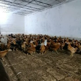 Yerli jujeler