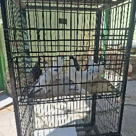 Ketek