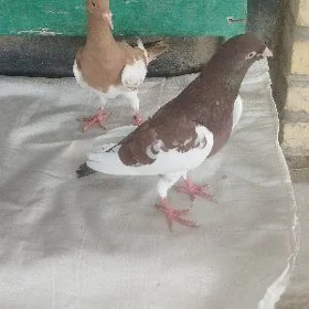 Kepderi