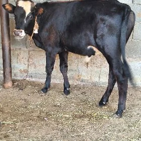 GIBRIT TOHUM OKUZCE