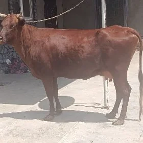 Mal