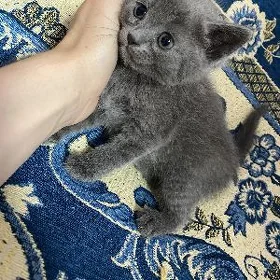 Вислоухие котята