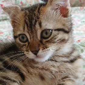 şatlan pişik