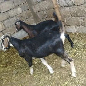 ERKEÇ
