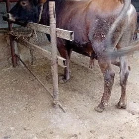 öküz