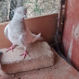 Ak kepderi