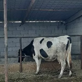 ala sygyr