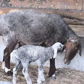 guzuly goýun