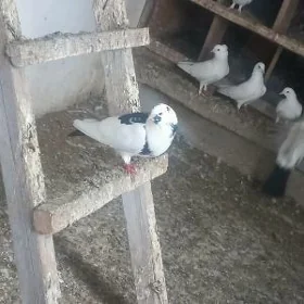 голубь kenderi