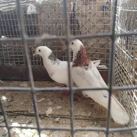 kepderi