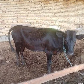 BOGAZ UNAJYN