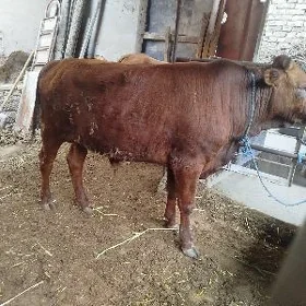 3 sany öküz