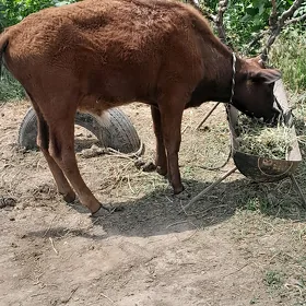 окиз