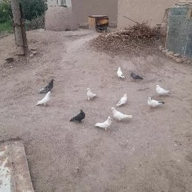 kepderi