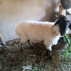 goç