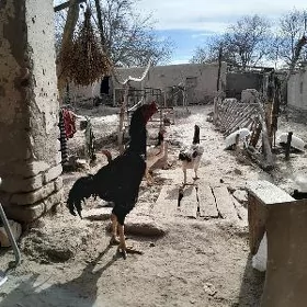 horaz